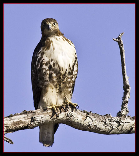 Red-tailed Hawk