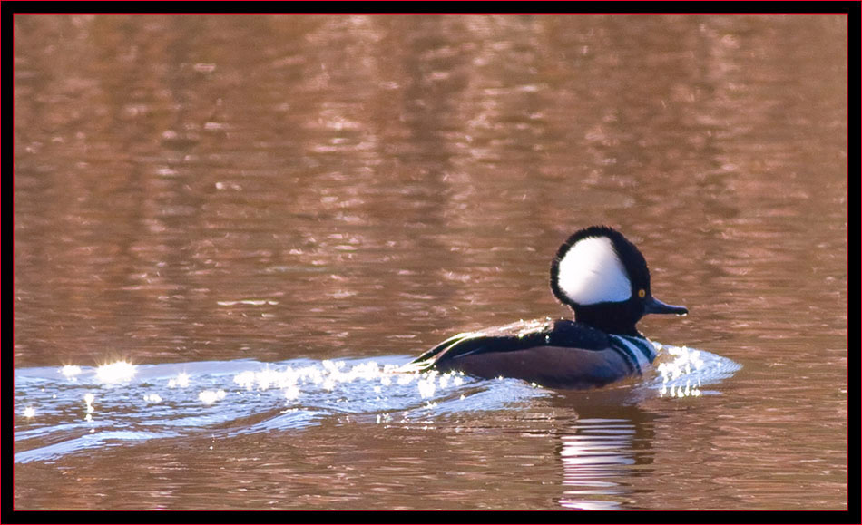 Hooded Merganser