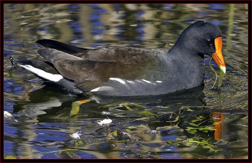 Common Moorhen