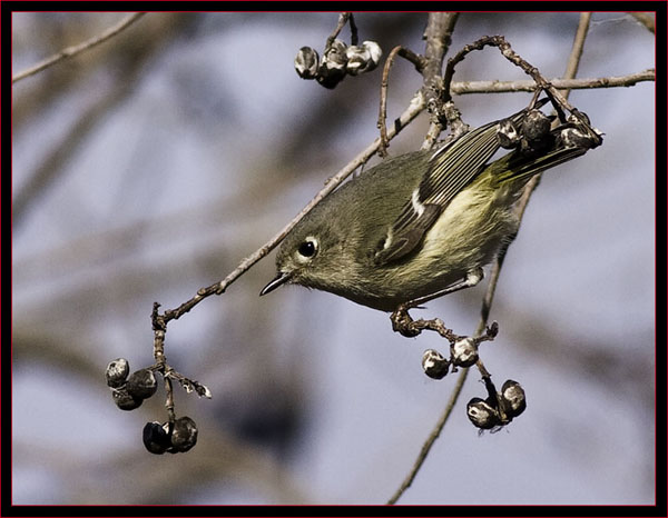 Ruby-crowned Kinglet