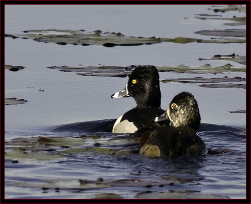 Ring-necked Ducks