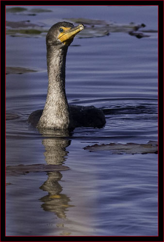 Double-crested Cormorant