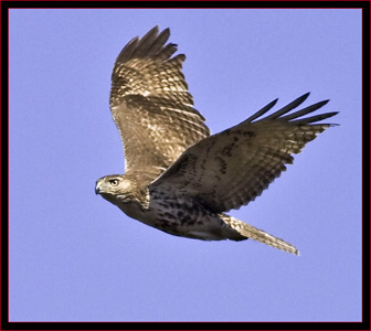Red-tailed Hawk Flyby