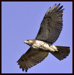 Red-tailed Hawk Flyby