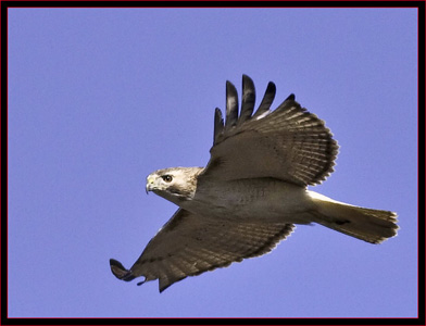Red-tailed Hawk Flyby