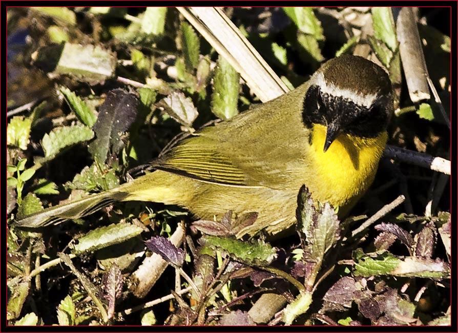 Common Yellowthroat