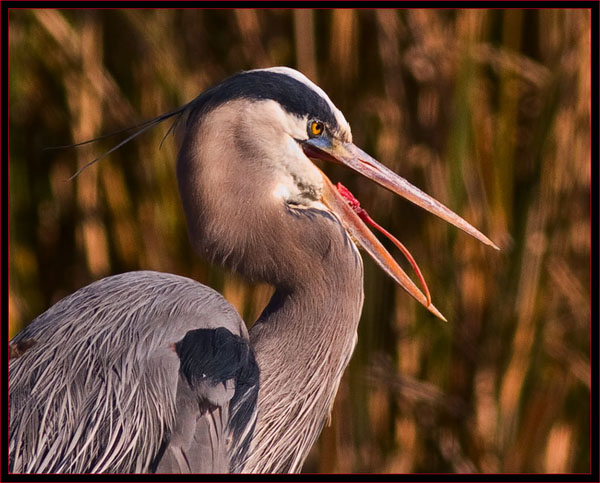 Great Blue Heron