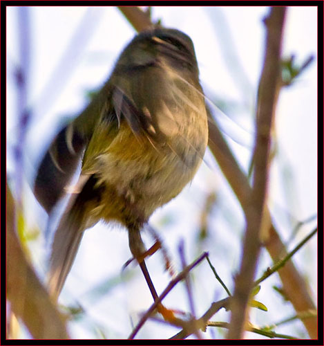 Ruby-crowned Kinglet