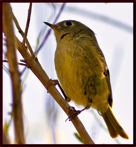 Ruby-crowned Kinglet