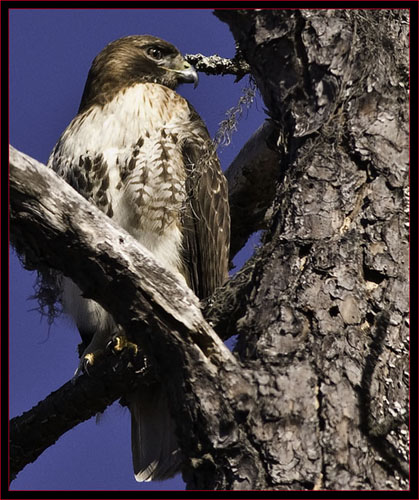 Red-tailed Hawk