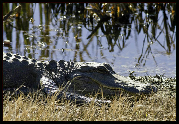 Refuge Gator