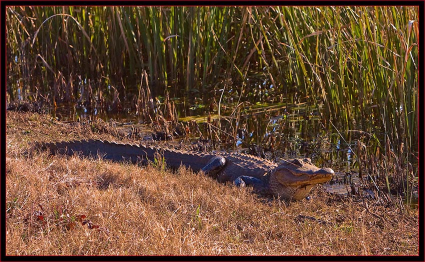 American Alligator