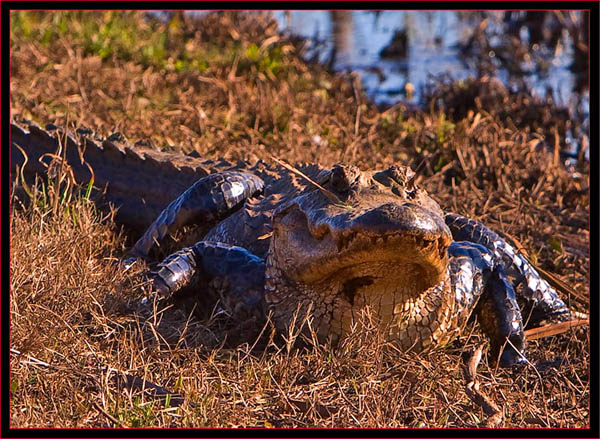 Gator in the Refuge