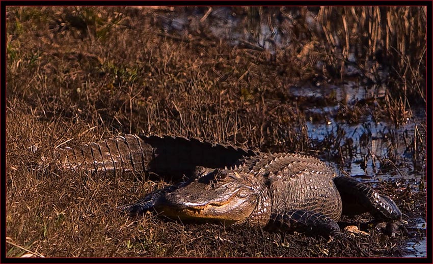 American Alligator full view