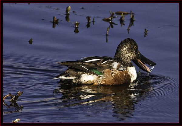 Northern Shoveler