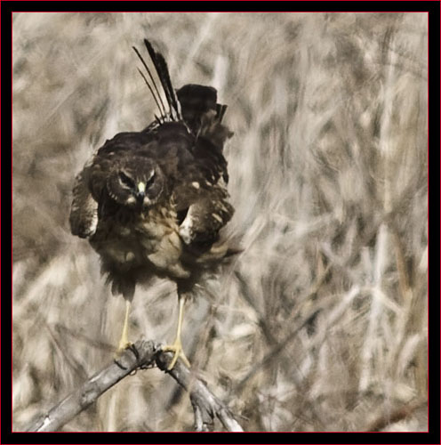 Northern Harrier