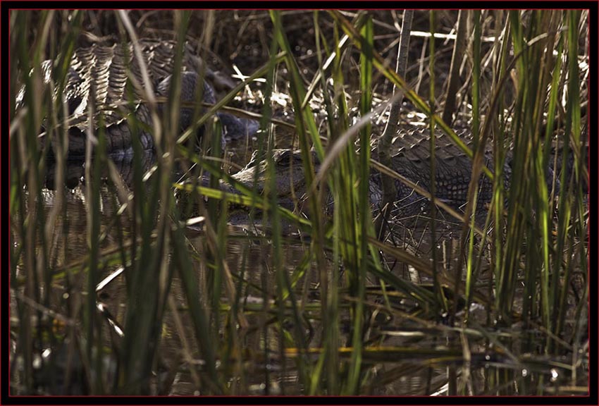 Sunning Gators