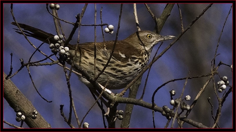 Brown Thrasher