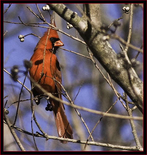 Northern Cardinal