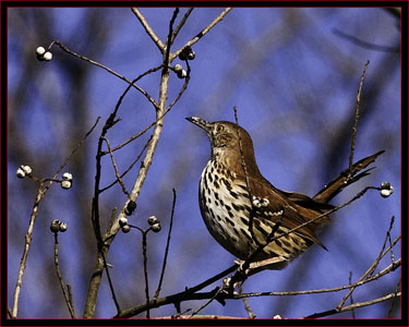 Brown Thrasher