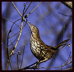 Brown Thrasher