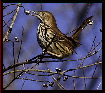 Brown Thrasher