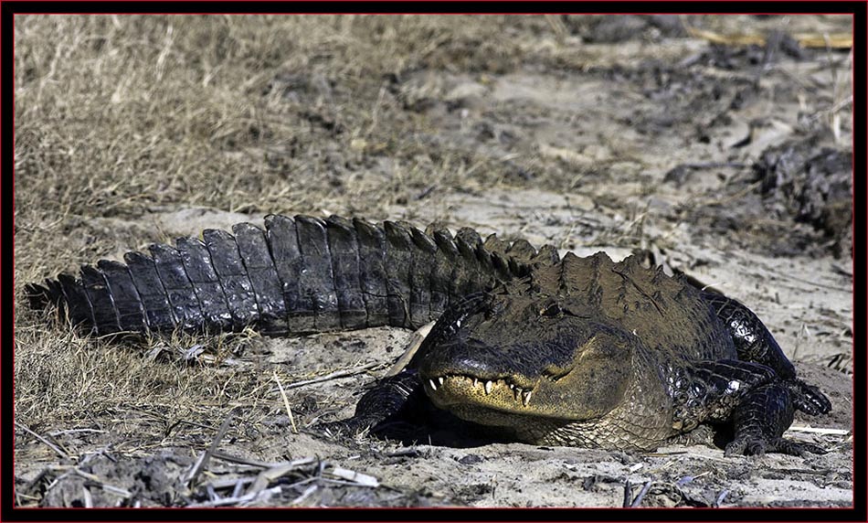 American Alligator View