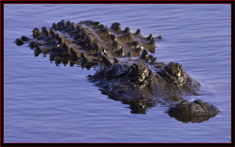 American Alligator