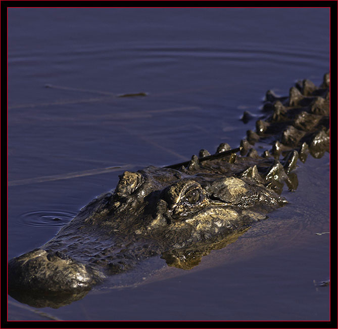 Gator in SNWR