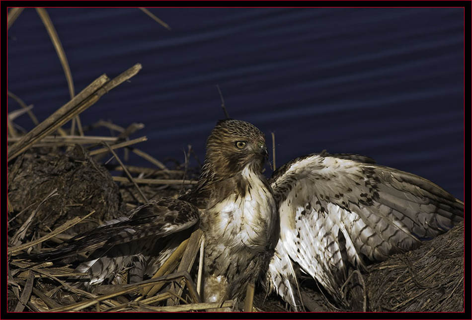 Red-tailed Hawk with wings spread