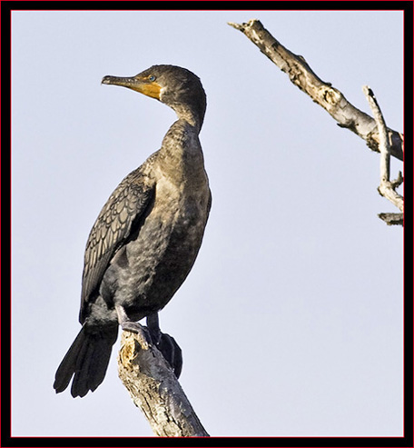 Double-crested Cormorant