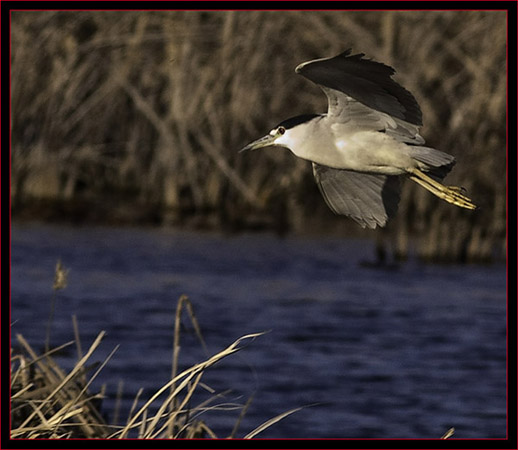 Black-crowned Night Heron in Flight