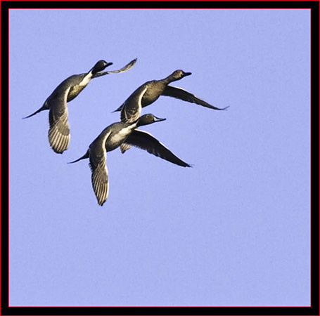 Northern Pintail Formation