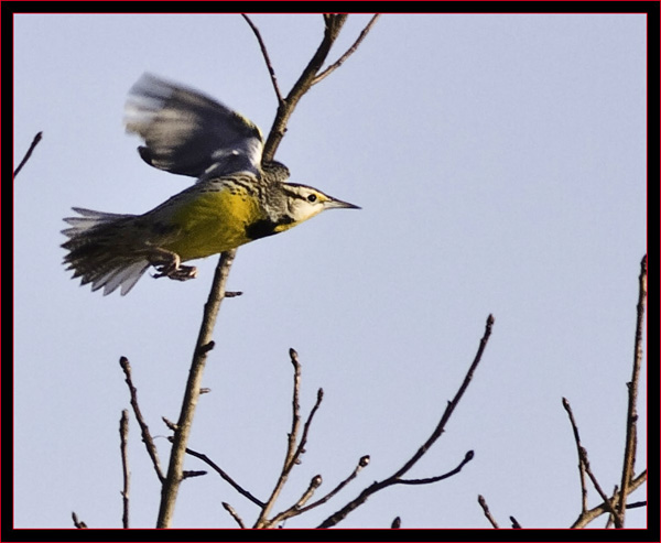 Eastern Meadowlark