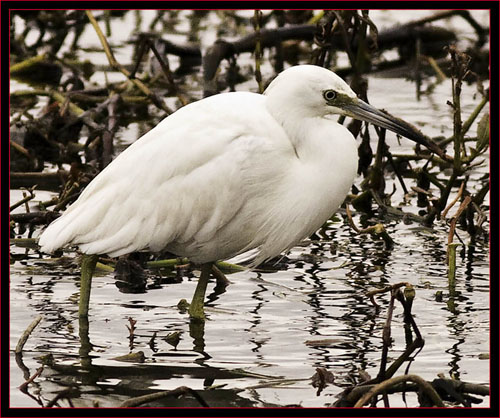 Immature Little Blue Heron