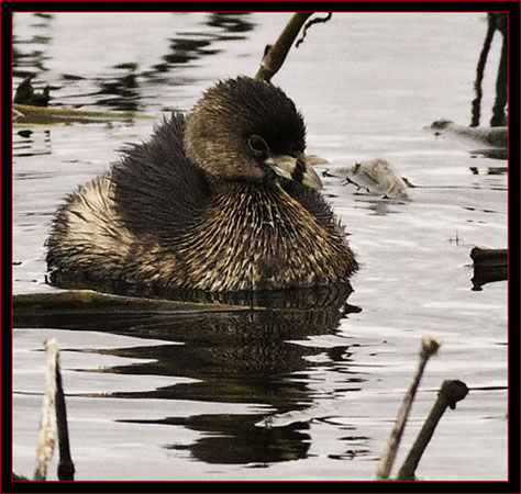 Pied-billed Grebe