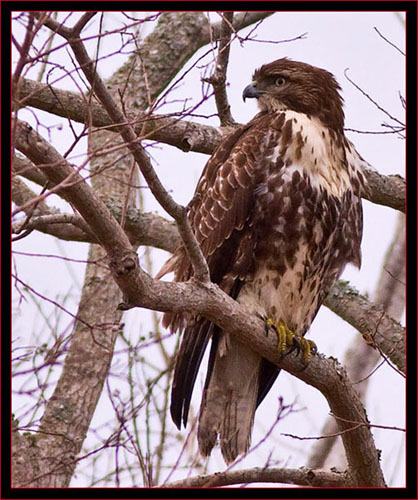 Red-tailed Hawk