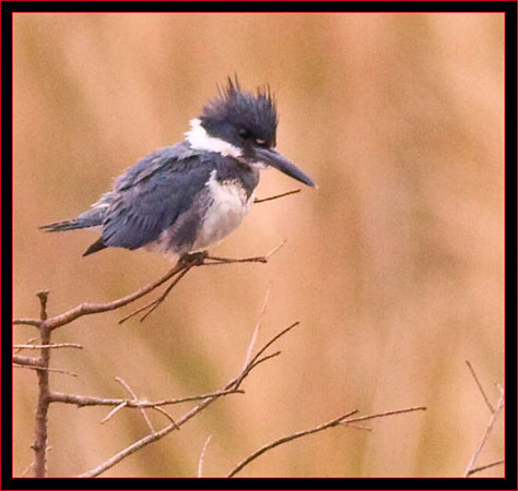 Belted Kingfisher