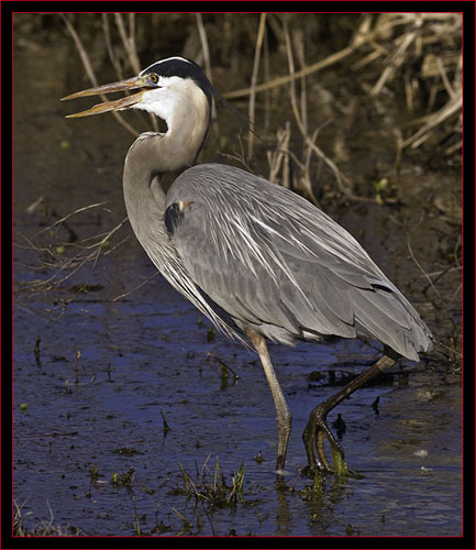 Great Blue Heron