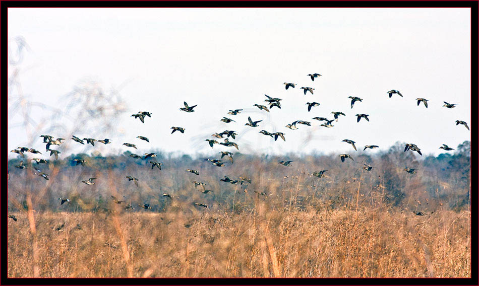 Duck Group on the Move