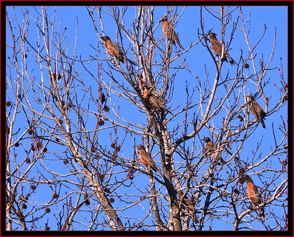 A Few of the Robin Group