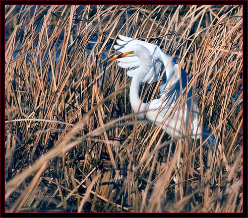 Great Egret