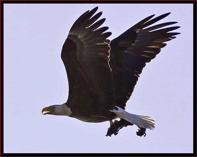 Bald Eagle with Catch