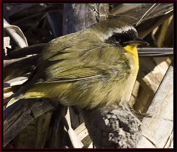 Common Yellowthroat