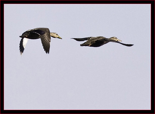 Teals in Flight