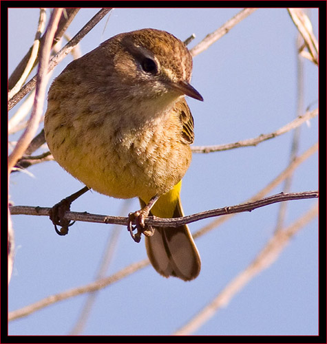 Palm Warbler