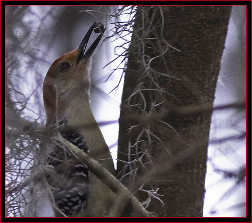 Red-bellied Woodpecker