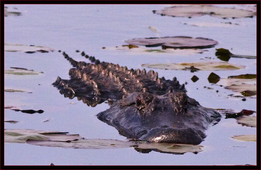 Cruising Gator in SNWR