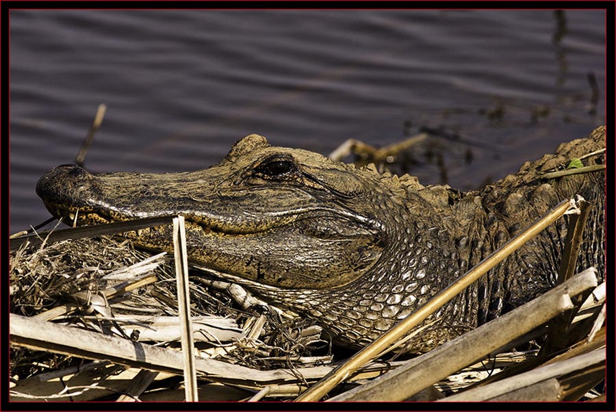 American Alligator