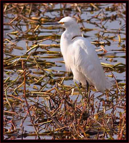 Snowy Egret